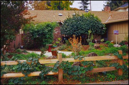 Grape vines on split rail fence Vine Fence, Post And Rail Fence, Modern Post, Split Rail Fence, Rail Fence, Creek Bed, Victorian Cottage, Outdoor Decorating, Fence Ideas