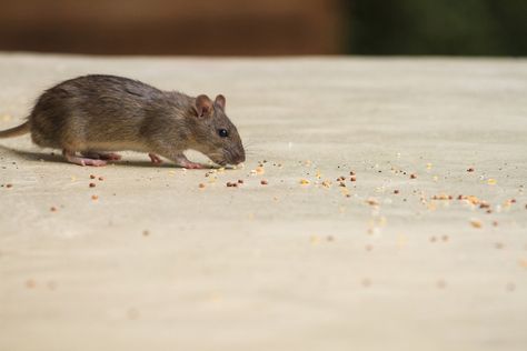 How to Catch a Mouse in Your House Mouse In The House, Catch A Mouse, Getting Rid Of Mice, Rat Traps, Rodent Control, Bug Control, Mouse Traps, Nocturnal Animals, Insect Control