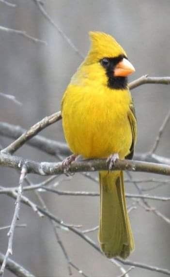 Rare Yellow Cardinal Yellow Cardinal Birds, Yellow Cardinal, Cardinal Pair, Cardinal Birds Art, Birds Photography Nature, Bird Coloring, Most Beautiful Birds, Kinds Of Birds, Bird Watcher