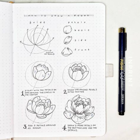 Aska | Bullet Journal on Instagram: “Finally uploaded the peony tutorial video on my YT, I hope you guys will like it🙂 Link on my stories! . #howtodraw #peonies #stepbystep . .…” Peony Drawing Tutorial, Peony Tutorial, Peony Drawing, Botanical Line Drawing, Creating A Bullet Journal, Flower Drawing Tutorials, Art Advice, Hope You, Corporate Art