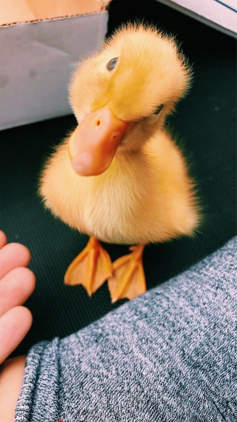 Cute Ducklings, Söt Katt, Baby Animals Pictures, Baby Ducks, Yellow Duck, Baby Animals Funny, Cute Animal Photos, Cute Animal Pictures, Cute Creatures