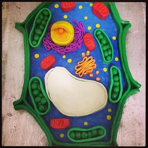 Making Your Own Plant Cell Model At Home Is THIS Easy | Kidadl 3d Plant Cell Project Easy, Model Of A Cell Projects, Making A Cell Model, 3d Plant Cell Project, Cell Model Project Ideas, Plant Cell Model Project, 3d Plant Cell, Plant Cell Project, Cell Model Project