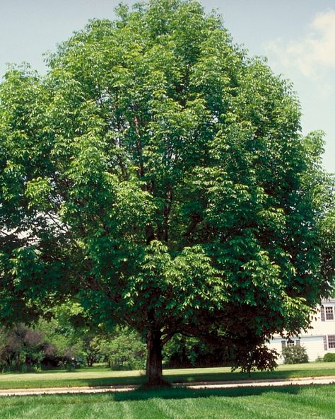 Specimen Trees, Types Of Soil, Landscape Architect, Red Flowers, Fall Colors, Soil, Brown And Grey, Crown, Plants