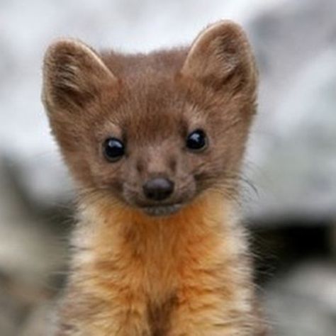 Baby Wolverine, Wolverine Animal, Pine Marten, Majestic Animals, Cute Animal Photos, Cute Animal Pictures, Woodland Creatures, Animal Photo, Nature Animals