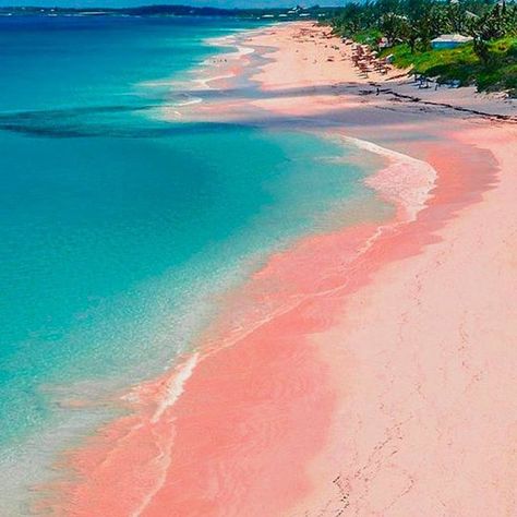 We make flamingoes jealous. Visit our famous pink sand! 🌸 📸 Beach Photography Friends, Where Is Bora Bora, Best Island Vacation, Bahamas Travel, Bahamas Vacation, Pink Sand Beach, Harbor Island, Jamaica Vacation, Beach Pink