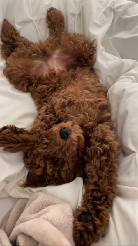 Cute puppy Cavoodle Puppies, Happy Pics, Dream Puppy, Morning Stretch, Puppy Room, Smartest Dog Breeds, Mini Goldendoodle Puppies, Cute Small Dogs, Puppy Mom