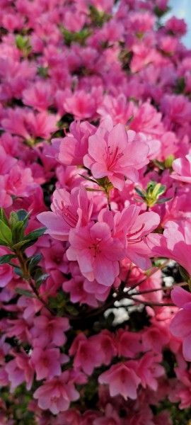 Pink Azaleas Pink Azaleas, Flower Beauty, Flowers, Pink, Beauty