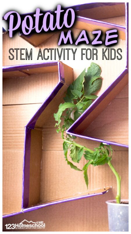 Your kids love mazes, but they've never seen something as incredibly COOL as this  maze potato! This potato maze will blow kids away as they watch potatoes grow, learn about plants and their need to head towards the light. This plant activity for kids is perfect for spring or summer learning. All you need to try stem activities are a few items you probabaly have around the house to try this plant experiments for kids from preschool, kindergarten, pre-k, first grade, 2nd grade, and 3rd graders Plant Activity For Kids, Plant Life Cycle Worksheet, Summer Stem Activities, Botany Lessons, Flower Crafts Preschool, Flower Science, Plant Experiments, Potato Plant, Plant Lessons