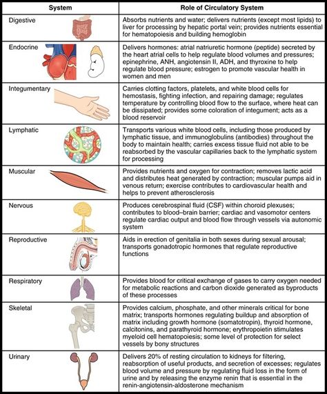 Body Systems | Definition, List of Body Systems and Functions Body Systems Worksheets, Cells Worksheet, Integumentary System, Basic Anatomy And Physiology, Nursing School Survival, Organ System, Nursing School Studying, Nursing School Tips, Medical School Studying