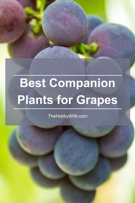 companion plants for grapes Grape Companion Plants, How To Care For Grape Vines, Grape Vine Plant, Tomato Companion Plants, Edible Wild Mushrooms, Grape Vineyard, Espalier Fruit Trees, Grape Plant, Raspberry Plants