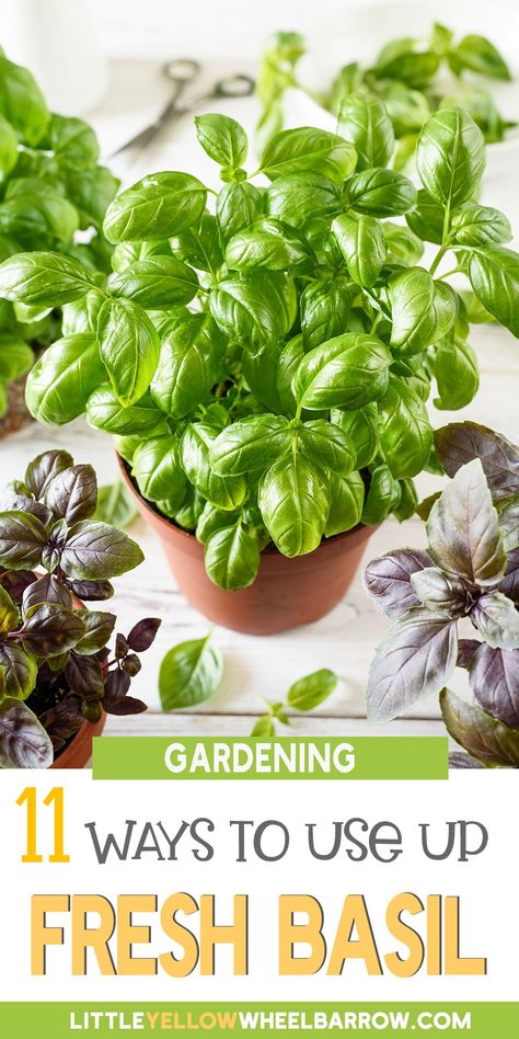 Basil Recipes Healthy, Uses For Basil, Storing Fresh Basil, Basil Drinks, Storing Basil, Fresh Basil Recipes, Easy Herbs To Grow, Sage Recipes, Preserving Herbs