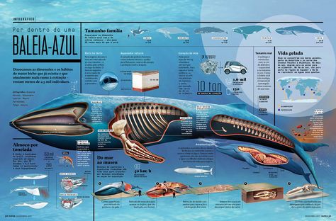 Biology Poster, Whale Species, Animal Infographic, Whale Illustration, Natural Philosophy, Marine Biology, Information Design, Blue Whale, Kids Corner