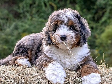 Bernedoodle Info | Boxwood Doodles Merle Bernedoodle Full Grown, Mini Bernedoodle Full Grown, Bernedoodle Full Grown, Bernese Mountain Dog Poodle, Mini Bernedoodle, Puppy Time, Bernedoodle Puppy, Puppy Coats, Doodle Puppy