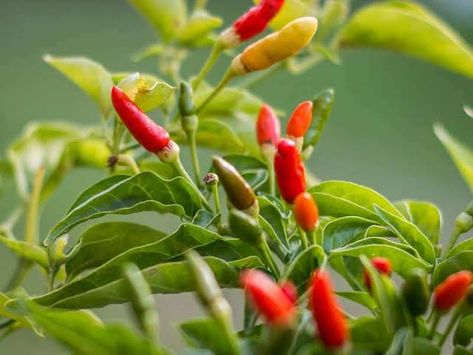 Buy your Hybrid Date Seedlings Eucalyptus Deglupta, Birds Eye Chili, Chilli Seeds, Chilli Plant, Seed Starting Mix, Cottage Garden Plants, Pepper Plants, Seed Saving, Pepper Seeds