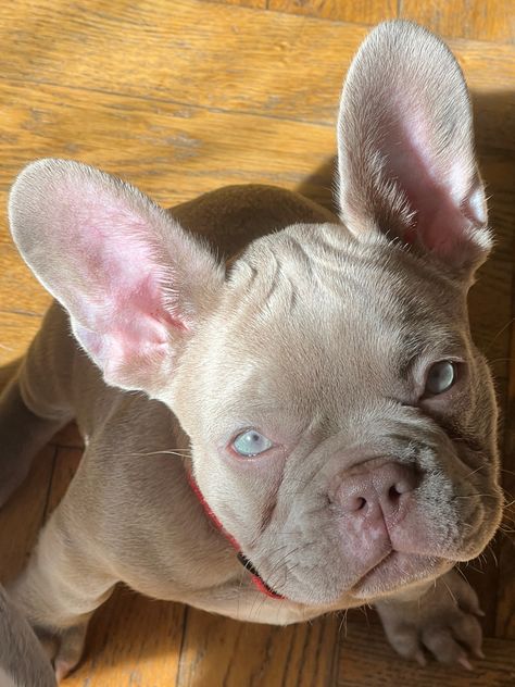 Red Fawn French Bulldog, British Bulldog Puppies, Frenchton Puppies, Fluffy French Bulldog, Wrinkly Dog, Bulldog French, Cutee Animals, Frenchie Dog, Dog Mommy