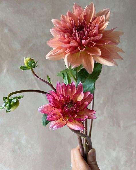 Dahlia Leaves, Daliah Flower, Dahlia Tattoo, Dahlia Garden, Garden 2023, Dahlias Garden, Dahlia Flower, August 20, Single Flower