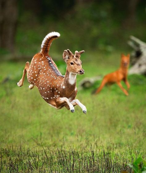 Chital Deer, Axis Deer or Spotted Deer (Axis axis) / Cerf axis ou encore Chital / Image by yashasnarayan (Yashas Narayan) from instagram Chital Deer, Indian Jungle, Animals In Nature, Axis Deer, Spotted Deer, Moose Deer, Deer Art, Wild Dogs, Beautiful Animals