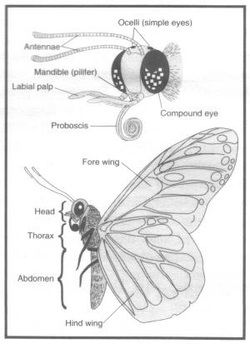 Danaus plexippus - The Muscular System Butterfly Anatomy Poster, Scientific Drawing Anatomy, Butterfly Biology Illustration, Scientific Illustration Butterfly, Butterfly Anatomy Drawing, Anatomy Of A Butterfly, Butterfly Anatomy Illustration, Butterfly Proboscis, Butterflies Anatomy