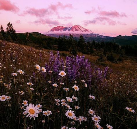 aesthetic cottage core mountain view tumblr Common Daisy, Aesthetic Cottage Core, Aesthetic Cottage, Cottage Core, Mountain View, Daisy, Cottage, Tumblr