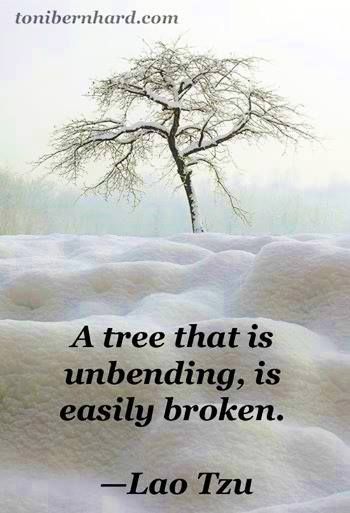 "A tree that is unbending is easily broken." ~~Lao Tzu ★ (Yes, it's all about being flexible, open-minded, flowing with what is...) Lao Tzu Quotes, Tao Te Ching, The Tao, Lao Tzu, Taos, Quotable Quotes, Tai Chi, Famous Quotes, Great Quotes