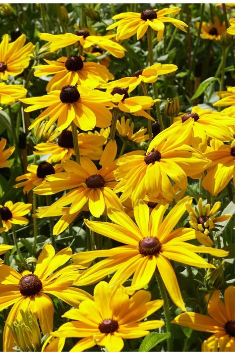 Transform your sunny garden with the 35 best zone 10a perennials! This blog post reveals a curated list of vibrant and resilient plants that thrive in full sun. From show-stopping blooms to lush foliage, these perennials will add beauty and color to your outdoor space. Click through to discover the top choices and create a stunning garden oasis! Zone 10 Plants, Sunny Landscape, Flowers That Attract Butterflies, Tropical Landscape Design, Sunny Garden, Planting Guide, Zone 10, Plant Zones, Best Perennials