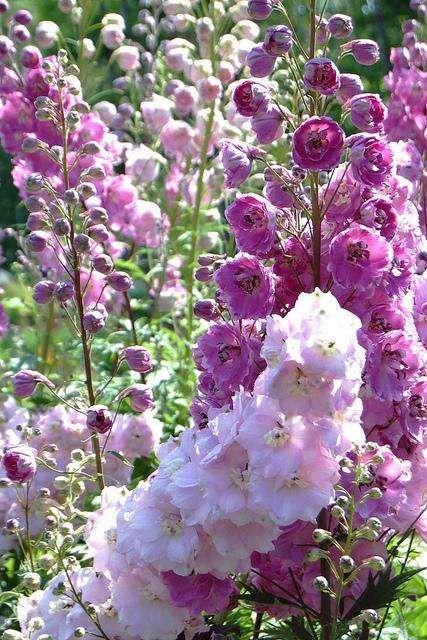 Pink Delphinium, Magenta Flowers, Cottage Garden Design, Cottage Garden Plants, English Cottage Style, English Cottage Garden, Garden Types, Have Inspiration, Country Garden