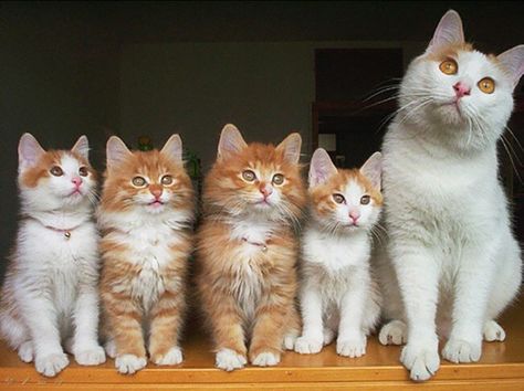 Cat Family Cat Family Portrait, Beautiful Pets, Gatto Carino, Adorable Kittens, Söt Katt, Mama Cat, Cat Family, Ginger Cats, Fluffy Cat