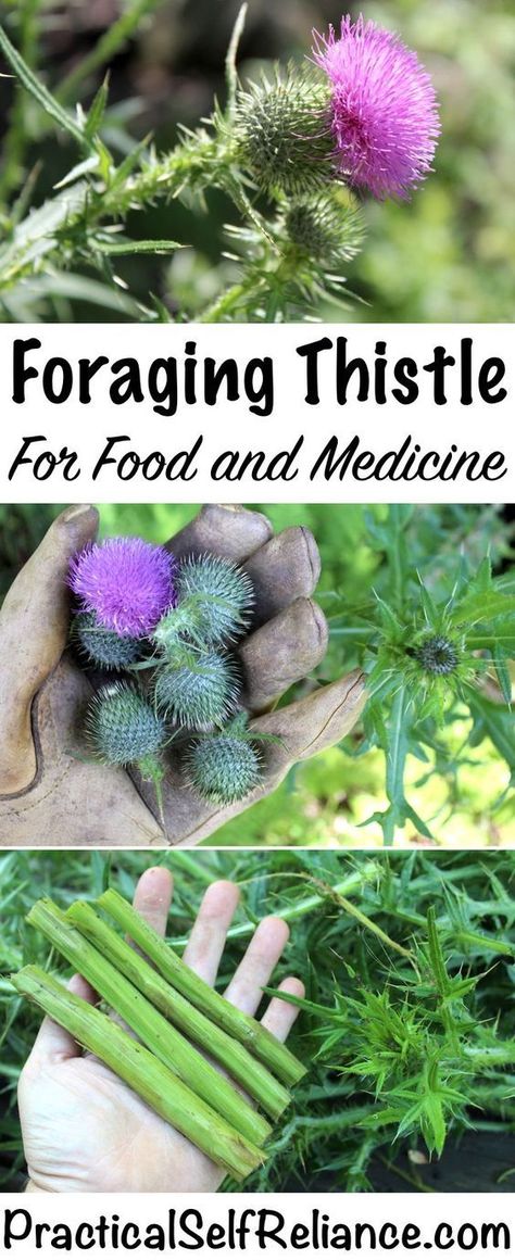 Foraging Thistle for Food and Medicine Grape Hyacinth Medicinal Uses, Arkansas Foraging, Fleabane Medicinal, Florida Foraging, Bull Thistle, Thistle Crafts, Medicine Herbs, Food Foraging, Wild Foraging