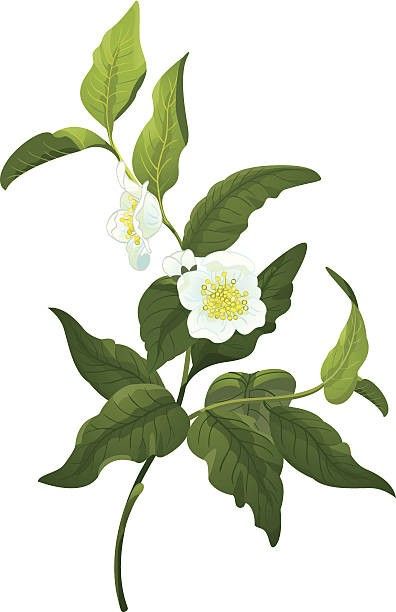 Tea With Flowers, Tea Vector, Tea Plant, Camellia Sinensis, Plant Tattoo, Plant Images, Plant Illustration, Free Vector Art, Tea Leaves