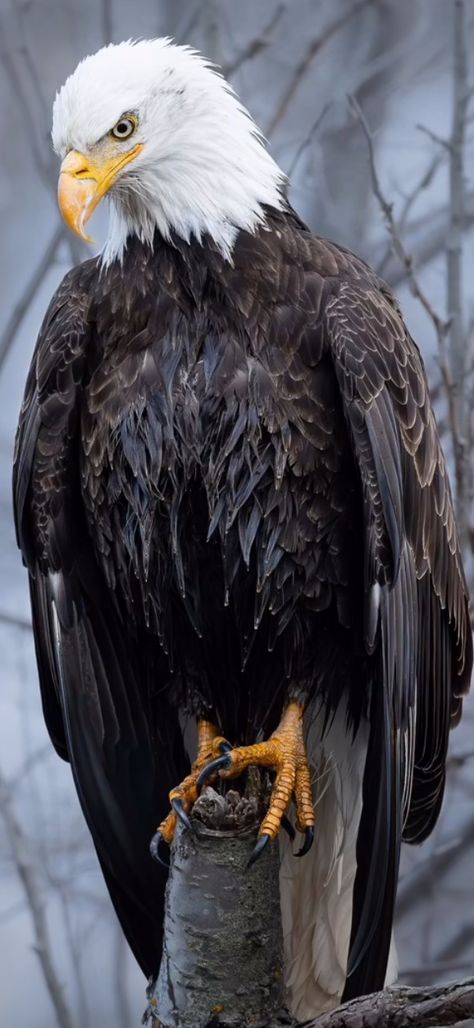 Bald Eagle Pictures, Eagle Face, Eagle Pictures, Eagle Art, Bald Eagles, American Bald Eagle, Bear Pictures, An Eagle, Pretty Birds