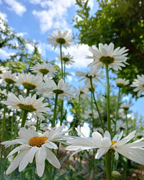 Daisies🌼 ☆ﾟﾟ❀･ﾟ✧ #daisy #daisies #busuellaa #photography #photooftheday #flowers #naturephotography #naturelovers #aesthetic Months Aesthetic, Daisy Core, Daisies Aesthetic, Daisy Aesthetic, July Aesthetic, Descendants Oc, July Flowers, Flowers Daisy, Identify Plant