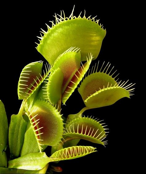 Insect Eating Plants, Insectivorous Plant, Trap Art, Venus Flytrap, Weird Plants, Venus Fly Trap, Fly Traps, Plant Aesthetic, Carnivorous Plants