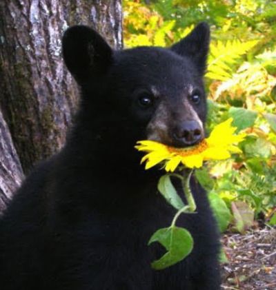 Black Bear, See More, Bears, Yellow, On Instagram, Instagram, Black