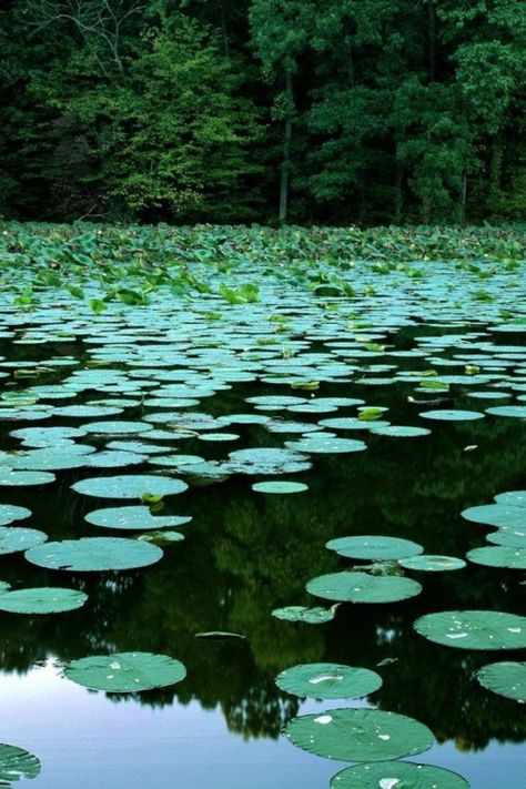 Lilly pads and the forest , complete serenity! Lily Wallpaper, Lake Photography, Lotus Pond, Lily Pond, Beautiful Lakes, Water Lily, Water Lilies, Water Garden, Lily Pads