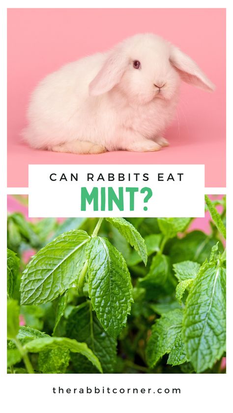 Do you ever wonder what fruits and vegetables are safe for your rabbit to eat? I've created a rabbit food list to help you ensure a proper diet for your pet bunny. Can rabbits eat mint? Find out of yes or no and why. Rabbit Food List, Mint Growing, Mint Benefits, Bunny Things, Pet Bunny Rabbits, Rabbit Garden, Rabbit Eating, Mint Plants, Why Read