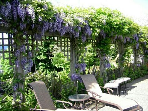 Wisteria Trellis, Best Green Screen, Screen Garden, Screened Porch Decorating, Small Pergola, Diy Garden Trellis, Pergola Swing, Outdoor Screens, Garden Privacy