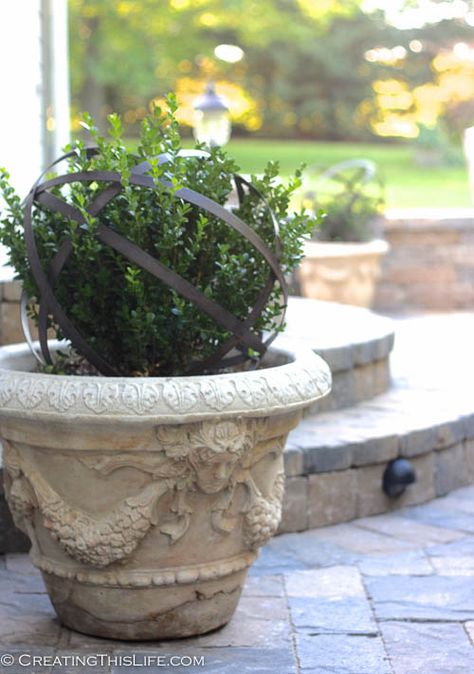 Boxwood in concrete planter with metal orb Boxwoods In Planters, Potted Boxwood With Flowers, Boxwood Container, Allium And Boxwood, Metal Orbs In Planters, The Potted Boxwood Blog, Green Gem Boxwood, Rustic Shed, Boxwood Hedge