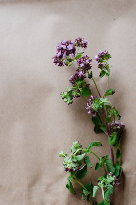 Oregano | L'origan en fleur | Sinemage | Flickr Tennessee Flowers, Flowers January, Oregano Flowers, Oregano Plant, Flower Farm, Wedding Bouquet, Oregano, Tennessee, Floral Design