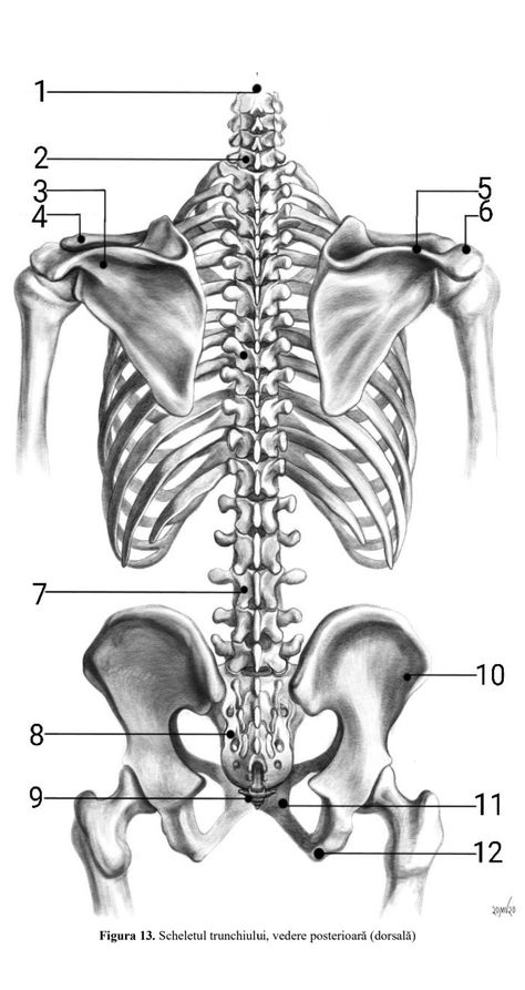 Skeleton Back Drawing, Drawing Studies Anatomy, Human Skeleton Reference, Bones Reference, Rib Cage Drawing, Skeleton Back, Human Skeleton Anatomy, Anatomy Bones, Back Drawing