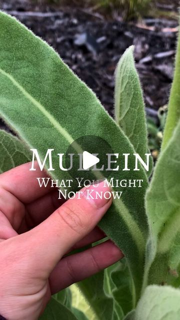 Rooted Remembrance on Instagram: "What’s there not to love about mullein?! 🫶🌿   #herbalmedicine #mullein #herbalism" Mullian Plant, Harvesting Mullein Leaves, Mullen Herb Benefits, Mullein Benefits, Mullein Plant, Gardening Pots, Herbs Plants, Lung Health, Lungs Health