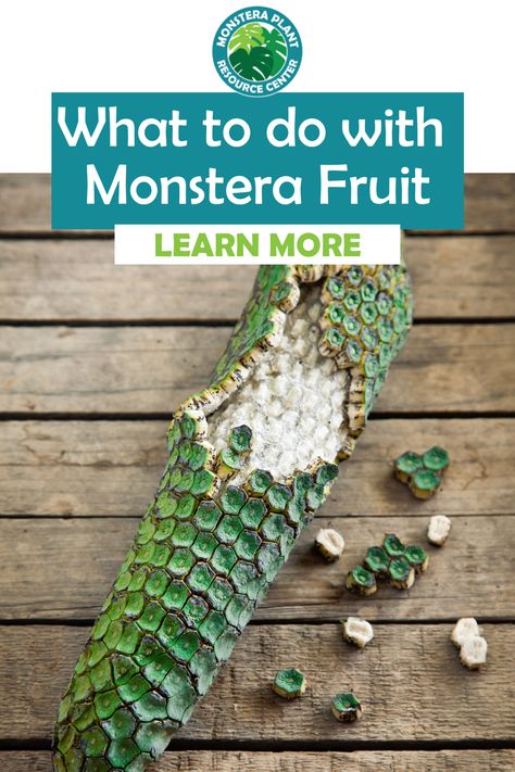 Monstera Fruit, Monstera Plant Fruit, Pruning Monstera Deliciosa, Monstera Deliciosa Fruit, Propergate Monstera, Monstera Peru Care, Plant Food Diy, Monstera Obliqua Care, Monstera Plants