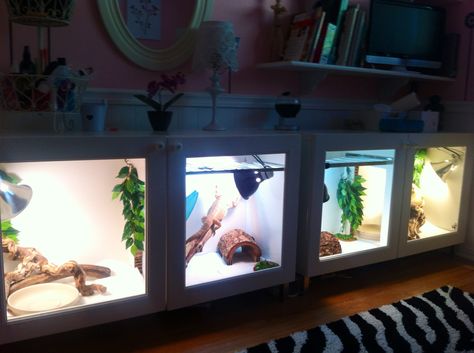 Our Bearded Dragon cages ..IKEA BESTA cabinets hacked into two cages Tortoise Cage, Ikea Besta Cabinet, Bearded Dragon Diy, Bearded Dragon Cage, Baby Bearded Dragon, Bearded Dragon Care, Baby Tortoise, Reptile Room, Reptile Cage