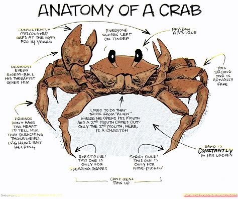 strip for June / 4 / 2015 - Anatomy of a Crab @theophany Crab Drawing Reference, Lemon Shark Anatomy, Marine Biology Drawings, Crab Reference, Anatomy Of A Shark, Crab Anatomy Drawing, Anatomy Of Sea Animals, Crab Anatomy, Shark Anatomy Poster