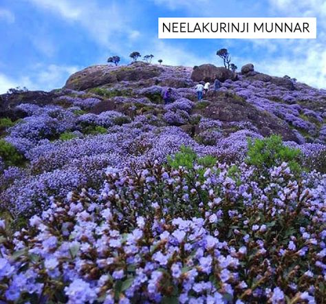 Kurinji or Neelakurinji (Strobilanthes kunthiana) is a shrub that is found in the shola forests of the Western Ghats in South India.It blossoms only once in 12 years. Surya Namaskar, Blue Flower Painting, Kerala Tourism, Western Ghats, Munnar, Hill Station, Incredible India, Travel Goals, India Travel