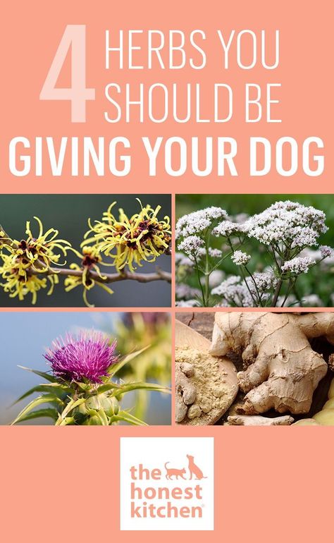 Holistic Dog Care, Meds For Dogs, Natural Pet Care, Elderly Dogs, Wellness Plan, Dog Health Tips, Health Care Tips, Dog Health Care, Pet Wellness