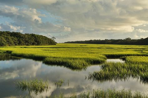 Calm Environment, Wetland Landscape, Louisiana Marsh, Marsh Aesthetic, Marsh Photography, Marsh Plants, Fantasy Marshland, Marsh Land, Marsh Photos