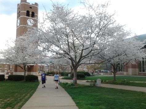 This is a picture of Western Carolina University in the Spring of 2012. House Divided Football, Relaxing Pictures, Western Carolina, Western Carolina University, New Hope Pa, Cute Little Houses, Western Nc, Boone Nc, House Divided