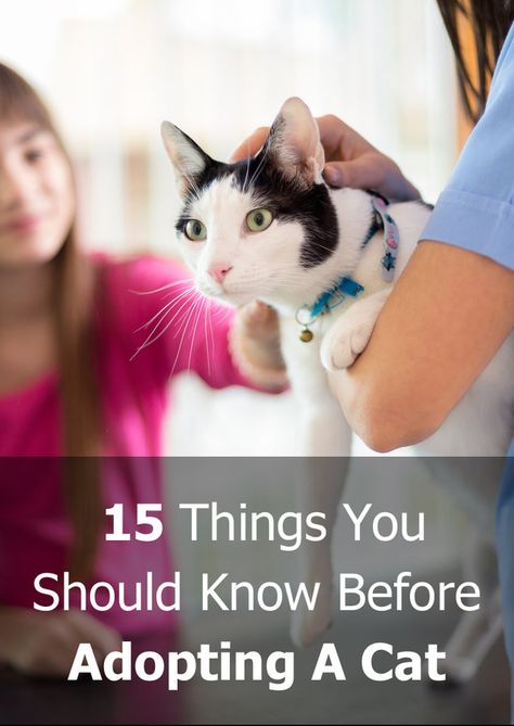 15 Things You Should Know Before Adopting A Cat – TheCatSite Articles Adopting A Cat, Cat Ages, Cat Sitter, Cat Reading, Senior Cat, Owning A Cat, Cat Help, Cat Feeding, Cat Playing