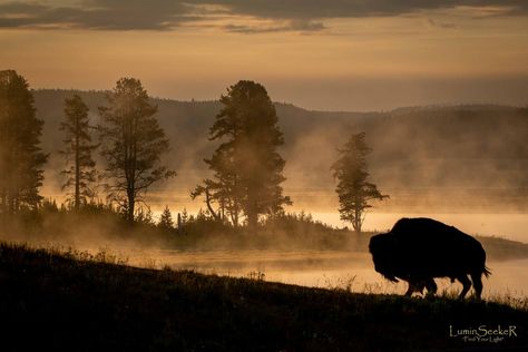 Yellowstone Through The Lens | We got up at 4:00AM today so we could get to Hayden Valley for sunrise Bison Photography, Buffalo Art, Watercolor Pictures, Big Guy, Animal Pics, Yellowstone National, Yellowstone National Park, Great Photos, Animal Pictures