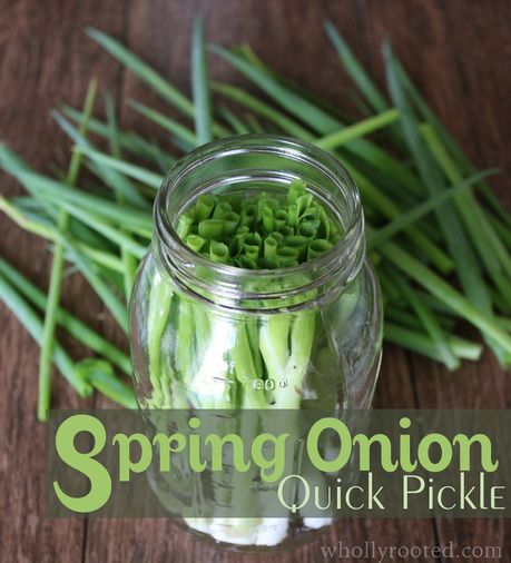 Spring onions are some of the first greens in the garden. This quick pickle is easy to make and delicious! Pickled Green Onions Recipe, Spring Onion Recipes, Green Onions Recipes, Plum Vinegar, Quick Pickle, Wild Onions, Grainy Mustard, Champagne Vinegar, Pickled Veggies